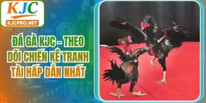 Đá Gà KJC - Theo Dõi Chiến Kê Tranh Tài Hấp Dẫn Nhất