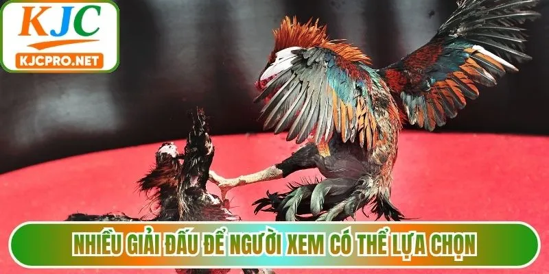 Nhiều giải đấu để người xem có thể lựa chọn