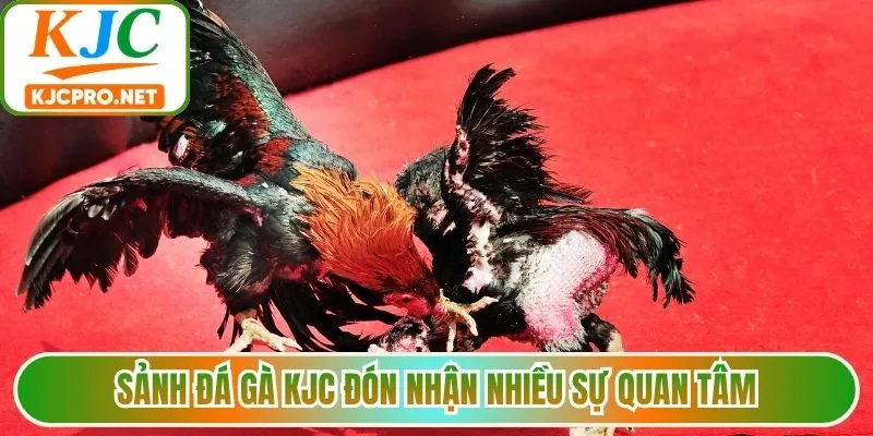 Sảnh đá gà KJC đón nhận nhiều sự quan tâm