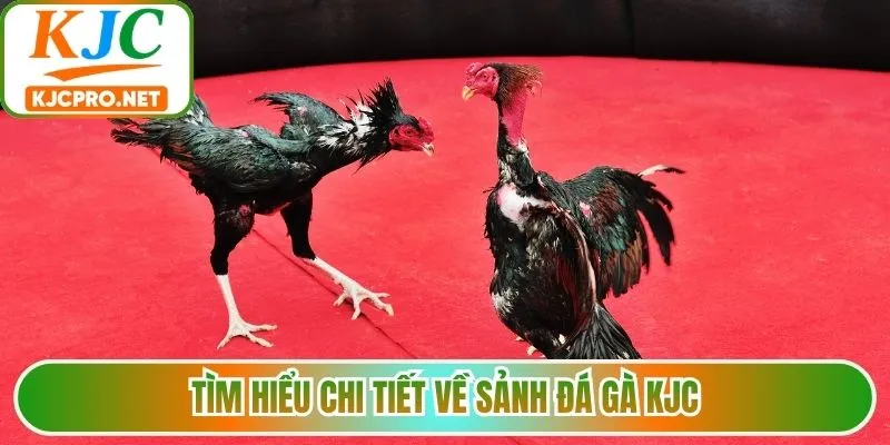 Tìm hiểu chi tiết về sảnh đá gà KJC